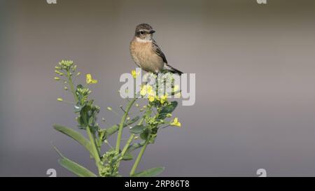 (190220) -- FUZHOU, 20 février 2019 -- un stonéchat africain repose sur une fleur de cole dans la ville de Shangjie du comté de Minhou à Fuzhou, capitale de la province du Fujian du sud-est de la Chine, 19 février 2019.) CHINA-FUJIAN-BIRDS (CN) MeixYongcun PUBLICATIONxNOTxINxCHN Banque D'Images