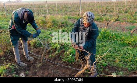 (190220) -- ROMMANI, 20 février 2019 -- des ouvriers attachent des branches de vigne au vignoble de la société agricole marocaine Red Farm à Rommani, Maroc, le 8 février 2019. La participation de l entreprise agricole marocaine Red Farm à la première China International Import Expo (CIIE) commence à porter ses fruits. Son directeur général Mamoun Sayah a déclaré à Xinhua qu'il retournerait en Chine fin février pour choisir un importateur exclusif pour les vins de son entreprise sur le marché chinois. POUR ALLER AVEC caractéristique : cave marocaine frappe à la porte du gigantesque marché chinois Chen Binjie) MAROC-ROMMANI-WINERY-CHIN Banque D'Images