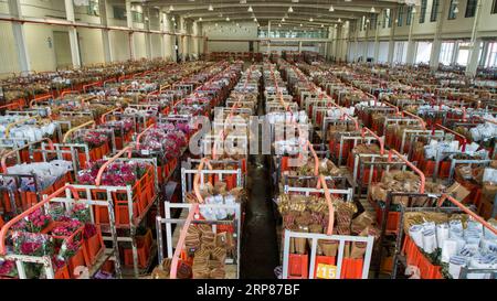 (190220) -- KUNMING, 20 février 2019 (Xinhua) -- une photo prise le 12 février 2019 montre des fleurs fraîches à vendre lors d'une vente aux enchères dans un centre de commerce de fleurs à Dounan, dans la province du Yunnan, dans le sud-ouest de la Chine. Les fleurs fraîches emballées à Kunming du Yunnan seront disponibles à la vente sur un marché de Bangkok en moins de 40 heures grâce à la Kunming-Bangkok Expressway. Le climat chaud du Yunnan permet aux fleurs de toutes sortes de fleurir en toutes saisons. Dounan, en tant que plus grand marché de gros de fleurs fraîches de Chine, exporte plus de 500 variétés et 40 catégories de fleurs vers plus de 50 pays et régions chaque jour, matin Banque D'Images