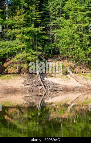 Maison de castor sur Rainbow Flowage dans le nord du Wisconsin complètement exposée en raison de la faible eau, verticale Banque D'Images