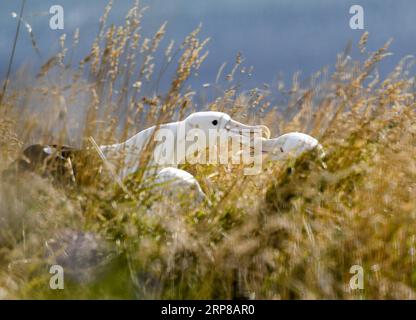 (190225) -- DUNEDIN, 25 février 2019 (Xinhua) -- des albatros royaux du Nord sont observés au Centre royal d'albatros à Taiaroa Head, Dunedin, Nouvelle-Zélande, le 24 février 2019. Chaque année, plus de 40 couples d albatros royaux du Nord nichent et se reproduisent dans la seule colonie de reproduction continentale au monde, à Taiaroa Head. En janvier de cette année, un total de 29 poussins d'albatros ont éclos au cours de la récente saison de reproduction à partir de septembre de l'année dernière. (Xinhua/Guo Lei) NOUVELLE-ZÉLANDE-DUNEDIN-NORTHERN ROYAL ALBATROS PUBLICATIONxNOTxINxCHN Banque D'Images
