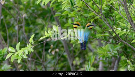 Deux oiseaux mangeurs d'abeilles arc-en-ciel (Merops ornatus) perchés sur une branche, Queensland Australie. Banque D'Images