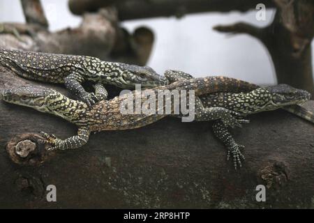 (190307) -- SURABAYA, 7 mars 2019 -- des dragons Komodo nouveau-nés sont vus dans la cage du zoo de Surabaya, Surabaya, Java oriental, Indonésie, le 7 mars 2019. 74 bébés dragons de Komodo sont nés de janvier à février 2019 au zoo.) INDONÉSIE-SURABAYA-BÉBÉ KOMODO DRAGON Kurniawan PUBLICATIONxNOTxINxCHN Banque D'Images