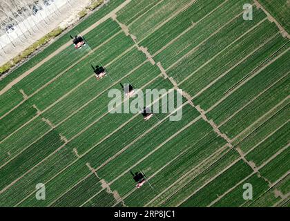 (190308) -- PÉKIN, 8 mars 2019 -- une photo aérienne prise le 7 mars 2019 montre des machines agricoles pulvérisant des produits chimiques agricoles dans le champ à la ferme exemplaire de Longtanhu dans le comté de Wuhe, dans la province de l'Anhui dans l'est de la Chine. Avec la hausse de la température, les agriculteurs de la province d'Anhui sont occupés avec leurs travaux agricoles.) PHOTOS XINHUA DU JOUR LiuxJunxi PUBLICATIONxNOTxINxCHN Banque D'Images