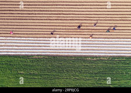 (190308) -- PÉKIN, 8 mars 2019 (Xinhua) -- une photo aérienne prise le 6 mars 2019 montre des agriculteurs plantant des herbes médicinales chinoises traditionnelles dans le village de Dachen, dans la municipalité de Weigang, dans le district de Qiaocheng à Bozhou, dans la province de l Anhui dans l est de la Chine. Ce mercredi marque le jour de Jingzhe , signifiant littéralement le réveil des insectes, qui est le troisième des 24 termes solaires du calendrier lunaire chinois. Avec la hausse de la température, les agriculteurs sont occupés avec leur travail agricole. (Xinhua/Zhang Yanlin) PHOTOS XINHUA DU JOUR PUBLICATIONxNOTxINxCHN Banque D'Images