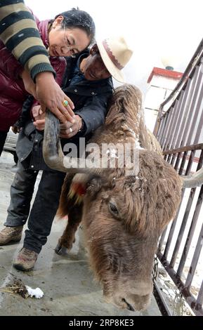 (190309) -- LHASSA, 9 mars 2019 (Xinhua) -- Ji Qiumei (2e R) effectue des recherches sur la croissance du yak dans un pâturage situé à 100 kilomètres à l est de Lhassa, dans la région autonome du Tibet du sud-ouest de la Chine, 11 novembre 2015. Couper sans effort des tranches d'un gigot tout en discutant avec les éleveurs locaux en tibétain fluide, Ji Qiumei, mince et portant des lunettes, s'intègre parfaitement dans la prairie. Né en 1965, Ji étudie le yaks tibétain depuis 30 ans. Dans ce domaine, elle est la seule femme chercheuse et la seule titulaire d'un doctorat. Cherchant à aider les éleveurs à sortir de la pauvreté grâce à ses recherches, Ji voit les prairies et les pâturages comme son travail Banque D'Images