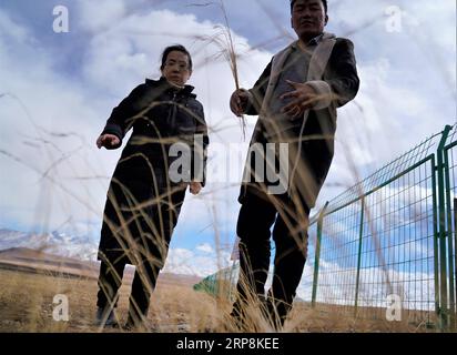 (190309) -- LHASSA, 9 mars 2019 (Xinhua) -- Ji Qiumei (à gauche) et un collègue mènent une recherche sur la plantation de pâturages dans la ville de Yangbajain, dans le comté de Damxung, dans le sud-ouest de la Chine, région autonome du Tibet, 26 février 2019. Couper sans effort des tranches d'un gigot tout en discutant avec les éleveurs locaux en tibétain fluide, Ji Qiumei, mince et portant des lunettes, s'intègre parfaitement dans la prairie. Né en 1965, Ji étudie le yaks tibétain depuis 30 ans. Dans ce domaine, elle est la seule femme chercheuse et la seule titulaire d'un doctorat. Cherchant à aider les éleveurs à sortir de la pauvreté grâce à ses recherches, Ji voit les prairies Banque D'Images