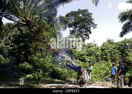 (190309) -- ACEH, 9 mars 2019 -- des travailleurs du Département de l'environnement et des forêts d'Aceh ont abattu des palmiers à huile plantés illégalement dans la forêt de conservation de Leuser dans la province d'Aceh, Indonésie, le 9 mars 2019. Au cours des dernières années, les membres du Département de l'environnement et des forêts d'Aceh ont déblayé des palmiers à huile illégaux dans la zone de l'écosystème de Leuser, qui abrite des espèces sauvages menacées telles que les orangs-outans, les tigres de Sumatra et les éléphants. INDONESIA-ACEH-ILLEGAL PALM OIL TREE-DECOUPAGE JUNAIDI PUBLICATIONXNOTXINXCHN Banque D'Images