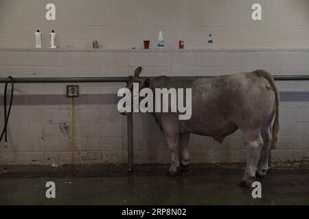 (190312) -- HOUSTON, le 12 mars 2019 -- Un steer est baigné au Houston Livestock Show and Rodeo à Houston, Texas, États-Unis, le 11 mars 2019. De nombreux parents ont emmené leurs enfants à l'événement lundi, le premier jour de la pause de printemps. Le Houston Livestock Show and Rodeo annuel, qui a débuté le 25 février de cette année, se tiendra jusqu'au 17 mars. ) US-HOUSTON-SPECTACLE DE BÉTAIL ET RODEO Yi-ChinxLee PUBLICATIONxNOTxINxCHN Banque D'Images