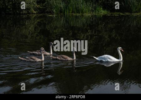 Mère Mute Swan et trois glyphes nageant Banque D'Images