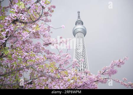 (190317) -- PÉKIN, 17 mars 2019 (Xinhua) -- une photo prise le 16 mars 2019 montre des cerisiers en fleurs près du Tokyo Skytree à Tokyo, Japon. (Xinhua/du Xiaoyi) PHOTOS XINHUA DU JOUR PUBLICATIONxNOTxINxCHN Banque D'Images