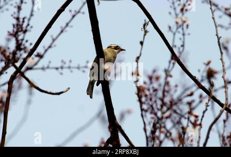 (190317) -- SHANGHAI, 17 mars 2019 (Xinhua) -- Un bulbul lumineux est vu sur une branche d'arbre en fleurs dans le district de Minhang à Shanghai, dans l'est de la Chine, le 17 mars 2019. (Xinhua/Zhang Jiansong) CHINA-SHANGHAI-SPRING-BIRD (CN) PUBLICATIONxNOTxINxCHN Banque D'Images