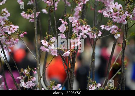 (190318) -- PÉKIN, 18 mars 2019 (Xinhua) -- des cerisiers en fleurs sont observés dans le parc Yuyuantan à Pékin, capitale de la Chine, le 18 mars 2019. Le 31e festival culturel des cerisiers en fleurs débutera mardi et les visiteurs pourront y admirer un total de 3 000 cerisiers. (Xinua/Li Jundong) CHINA-BEIJING-YUYUANTAN PARK-CERISIER BLOSSOM (CN) PUBLICATIONxNOTxINxCHN Banque D'Images