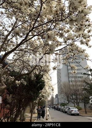 (190320) -- BEIJING, 20 mars 2019 -- une photo prise avec un téléphone portable montre des fleurs de magnolia Yulan à l'Université de la langue et de la culture de Pékin dans le district Haidian de Pékin, capitale de la Chine, le 20 mars 2019.) (BeijingCandid) CHINA-BEIJING-SPRING (CN) CuixBowen PUBLICATIONxNOTxINxCHN Banque D'Images