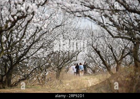 (190321) -- XIAN, 21 mars 2019 (Xinhua) -- des touristes voient des fleurs d'abricot dans le village de Shangxu, comté de Lantian, province du Shaanxi au nord-ouest de la Chine, le 20 mars 2019. (Xinhua/Shao Rui) CHINA-SHAANXI-SPRING-FLOWERS (CN) PUBLICATIONxNOTxINxCHN Banque D'Images