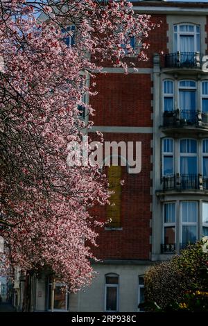 (190322) -- BRUXELLES, 22 mars 2019 (Xinhua) -- une photo prise le 21 mars 2019 montre des fleurs en fleurs à Bruxelles, Belgique. (Xinhua/Zhang Cheng) BELGIQUE-BRUXELLES-FLEURS DE PRINTEMPS PUBLICATIONxNOTxINxCHN Banque D'Images