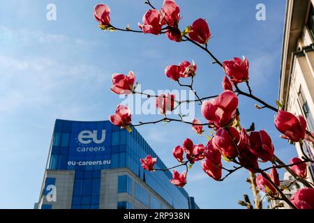 (190322) -- BRUXELLES, 22 mars 2019 (Xinhua) -- une photo prise le 21 mars 2019 montre des fleurs en fleurs à Bruxelles, Belgique. (Xinhua/Zhang Cheng) BELGIQUE-BRUXELLES-FLEURS DE PRINTEMPS PUBLICATIONxNOTxINxCHN Banque D'Images