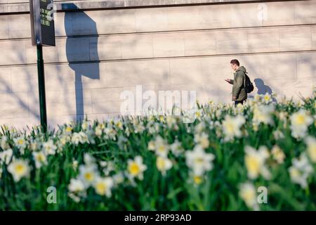 (190322) -- BRUXELLES, 22 mars 2019 (Xinhua) -- Un passager passe devant des narcisses en fleurs à Bruxelles, Belgique, le 21 mars 2019. (Xinhua/Zhang Cheng) BELGIQUE-BRUXELLES-FLEURS DE PRINTEMPS PUBLICATIONxNOTxINxCHN Banque D'Images