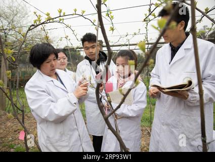 (190322) -- WUHAN, 22 mars 2019 (Xinhua) -- Zhong Caihong (1e L), directeur du National Kiwi Germplasm Repository, et les étudiants vérifient la croissance de la plante actinidia au National Kiwi Germplasm Repository du jardin botanique de Wuhan de l'Académie chinoise des Sciences à Wuhan, province du Hubei en Chine centrale, 21 mars 2019. Le National Kiwis Germoplasm Repository a construit un dépôt de germoplasme de kiwis avec les ressources génétiques et les germoplasmes les plus diversifiés au monde. En tant que dépôt majeur de germoplasme pour la collecte et la préservation des ressources génétiques des actinides, il l'a fait Banque D'Images