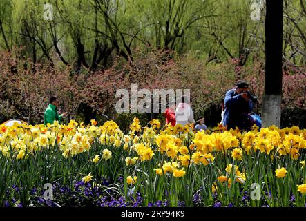 (190323) -- SHANGHAI, 23 mars 2019 (Xinhua) -- les gens voient des fleurs fleuries dans un parc de Shanghai, dans l'est de la Chine, le 23 mars 2019. (Xinhua/Liu Ying) CHINA-SHANGHAI-SPRING (CN) PUBLICATIONxNOTxINxCHN Banque D'Images