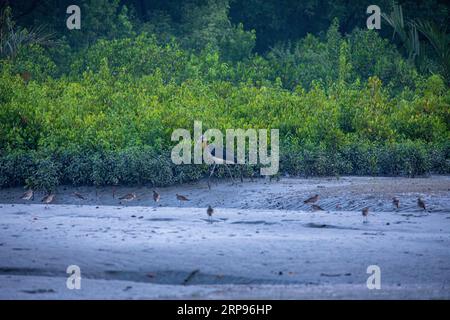 Sundarbans, Bangladesh : un petit adjudant (Leptoptilos javanicus) dans les Sundarbans, un site du patrimoine mondial de l'UNESCO et un sanctuaire de la faune. C'est le Banque D'Images