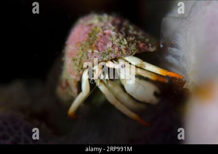 Petit Hermite blanc, Calcinus minutus, en coquille, site de plongée Bulakan, Seraya, Karangasem, Bali, Indonésie Banque D'Images