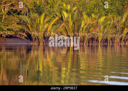 Sundarbans, Bangladesh : la forêt de mangroves des Sundarbans, la plus grande forêt de mangroves et un site du patrimoine mondial de l'UNESCO au Bangladesh. Banque D'Images