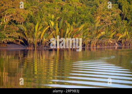 Sundarbans, Bangladesh : la forêt de mangroves des Sundarbans, la plus grande forêt de mangroves et un site du patrimoine mondial de l'UNESCO au Bangladesh. Banque D'Images