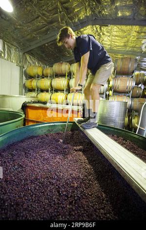 (190401) -- ADÉLAÏDE, 1 avril 2019 (Xinhua) -- Un vigneron transforme des raisins dans les collines d'Adélaïde, Australie, 24 mars 2019. L'Australie méridionale, célèbre pour sa fabrication de vin, produit environ 60 pour cent du vin du pays. Les vignerons sont occupés en mars, quand ils collectent des raisins matures pour la production de vins de qualité. (Xinhua/Pan Xiangyue) AUSTRALIE-ADÉLAÏDE-RAISINS PUBLICATIONxNOTxINxCHN Banque D'Images