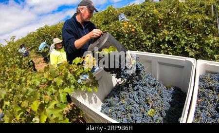 (190401) -- ADÉLAÏDE, 1 avril 2019 (Xinhua) -- Un homme transporte des raisins dans les collines d'Adélaïde, Australie, 26 mars 2019. L'Australie méridionale, célèbre pour sa fabrication de vin, produit environ 60 pour cent du vin du pays. Les vignerons sont occupés en mars, quand ils collectent des raisins matures pour la production de vins de qualité. (Xinhua/Pan Xiangyue) AUSTRALIE-ADÉLAÏDE-RAISINS PUBLICATIONxNOTxINxCHN Banque D'Images