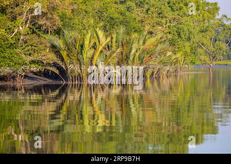 Sundarbans, Bangladesh : la forêt de mangroves des Sundarbans, la plus grande forêt de mangroves et un site du patrimoine mondial de l'UNESCO au Bangladesh. Banque D'Images