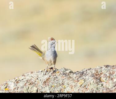 Un Towhee à queue verte voit son territoire depuis le sommet d'un rocher de granit. Banque D'Images