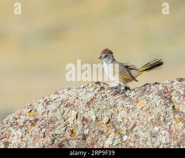 Un Towhee à queue verte voit son territoire depuis le sommet d'un rocher de granit. Banque D'Images