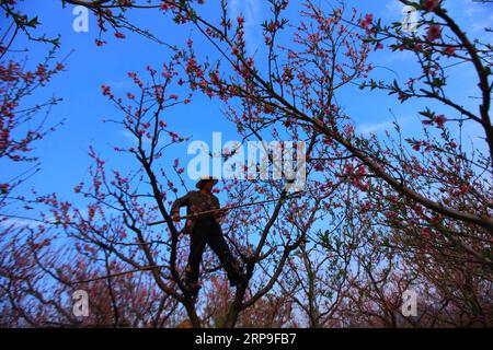 (190405) -- LINYI, 5 avril 2019 (Xinhua) -- Un agriculteur tond des pêchers dans le village de Xinzhuang, dans le comté de Pingyi, dans la ville de Linyi, dans la province du Shandong de l est de la Chine, le 5 avril 2019. (Xinhua/Wu Jiquan) CHINA-SPRING-FARM WORK (CN) PUBLICATIONxNOTxINxCHN Banque D'Images