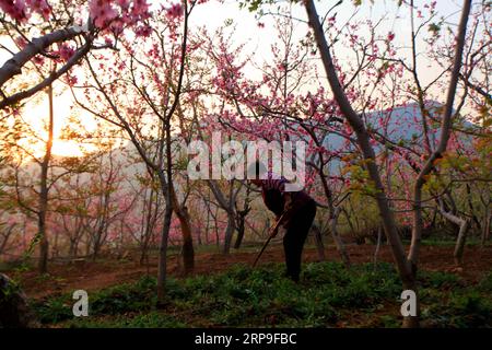 (190405) -- LINYI, 5 avril 2019 (Xinhua) -- Une agricultrice de mauvaises herbes dans le village de Xinzhuang, dans le comté de Pingyi, dans la ville de Linyi, dans la province du Shandong de l est de la Chine, 5 avril 2019. (Xinhua/Wu Jiquan) CHINA-SPRING-FARM WORK (CN) PUBLICATIONxNOTxINxCHN Banque D'Images