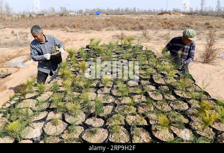 (190407) -- YULIN, 7 avril 2019 (Xinhua) -- des agriculteurs transportent des jeunes arbres de pin sylvestre de Mongolie dans le village maotuan du comté de Jingbian, dans la ville de Yulin, dans le nord-ouest de la province du Shaanxi, le 4 avril 2019. Le taux de couverture forestière à Yulin, qui a souffert de graves érosion des sols et de la désertification, a atteint 33 pour cent grâce aux efforts de boisement des 60 dernières années, avec pour résultat que 93,24 pour cent environ des terres désertifiées ont été maîtrisées. La ville plantera 690 000 mu (environ 46 000 hectares) d’arbres en 2019. (Xinhua/Liu Xiao) CHINA-SHAANXI-YULIN-AFFORESTATION (CN) PUBLICATIONx Banque D'Images