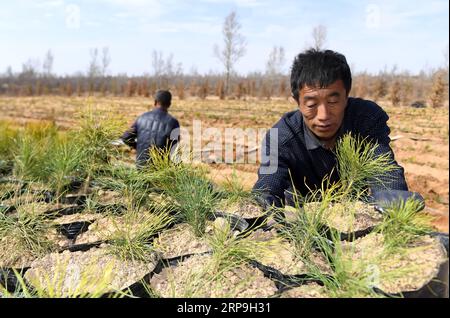 (190407) -- YULIN, 7 avril 2019 (Xinhua) -- Un agriculteur transporte des jeunes arbres de pin sylvestre mongol dans le village maotuan du comté de Jingbian dans la ville de Yulin, dans le nord-ouest de la province du Shaanxi, le 4 avril 2019. Le taux de couverture forestière à Yulin, qui a souffert de graves érosion des sols et de la désertification, a atteint 33 pour cent grâce aux efforts de boisement des 60 dernières années, avec pour résultat que 93,24 pour cent environ des terres désertifiées ont été maîtrisées. La ville plantera 690 000 mu (environ 46 000 hectares) d’arbres en 2019. (Xinhua/Liu Xiao) CHINA-SHAANXI-YULIN-AFFORESTATION (CN) PUBLICATIO Banque D'Images