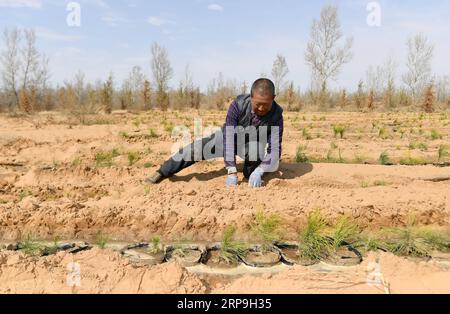 (190407) -- YULIN, 7 avril 2019 (Xinhua) -- Un agriculteur plante des jeunes arbres de pin sylvestre mongol dans le village maotuan du comté de Jingbian, dans la ville de Yulin, dans le nord-ouest de la province du Shaanxi, le 4 avril 2019. Le taux de couverture forestière à Yulin, qui a souffert de graves érosion des sols et de la désertification, a atteint 33 pour cent grâce aux efforts de boisement des 60 dernières années, avec pour résultat que 93,24 pour cent environ des terres désertifiées ont été maîtrisées. La ville plantera 690 000 mu (environ 46 000 hectares) d’arbres en 2019. (Xinhua/Liu Xiao) PUBLICATION CHINA-SHAANXI-YULIN-AFFORESTATION (CN) Banque D'Images