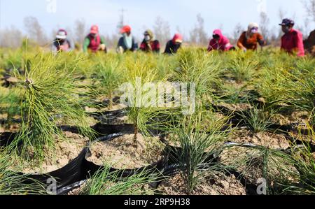 (190407) -- YULIN, 7 avril 2019 (Xinhua) -- une photo prise le 4 avril 2019 montre des jeunes arbres de pin sylvestre mongol dans le village maotuen du comté de Jingbian dans la ville de Yulin, dans le nord-ouest de la province du Shaanxi. Le taux de couverture forestière à Yulin, qui a souffert de graves érosion des sols et de la désertification, a atteint 33 pour cent grâce aux efforts de boisement des 60 dernières années, avec pour résultat que 93,24 pour cent environ des terres désertifiées ont été maîtrisées. La ville plantera 690 000 mu (environ 46 000 hectares) d’arbres en 2019. (Xinhua/Liu Xiao) CHINA-SHAANXI-YULIN-AFFORESTATION (CN) PUBLICA Banque D'Images