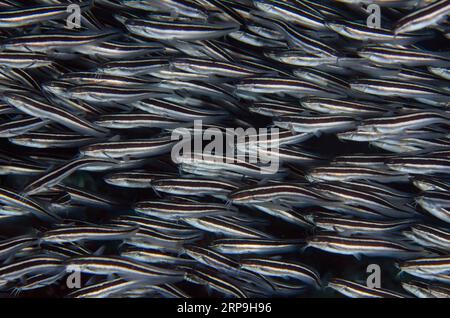 École de poisson-chat rayé, Plotosus lineatus, site de plongée Murex House Reef, île Bangka, Sulawesi nord, Indonésie Banque D'Images