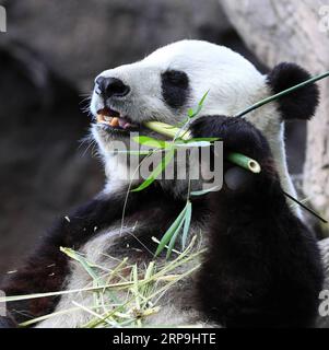 (190408) -- PÉKIN, 8 avril 2019 (Xinhua) -- une panda géante de vingt-sept ans, Bai Yun, mange du bambou au zoo de San Diego à San Diego, aux États-Unis, le 6 avril 2019. La femelle panda géante Bai Yun et son fils Xiao Liwu, 6 ans, quitteront le zoo fin avril et seront renvoyés en Chine, l accord de prêt pour la conservation du zoo avec la Chine ayant pris fin. (Xinhua/Li Ying) PHOTOS XINHUA DU JOUR PUBLICATIONxNOTxINxCHN Banque D'Images