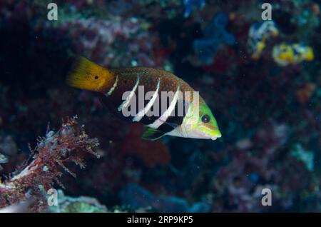 Barred Thicklip Wrasse, Hemigymnus fasciatus, site de plongée Sahaung Pinnacle, île Bangka, Sulawesi nord, Indonésie Banque D'Images