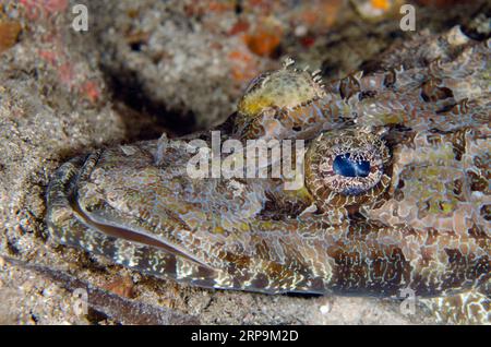 Oeil avec lacet en forme de lacet de crocodile Flathead, Cymbacephalus beauforti, site de plongée de Sanggamau, île Bangka, Sulawesi nord, Indonésie Banque D'Images