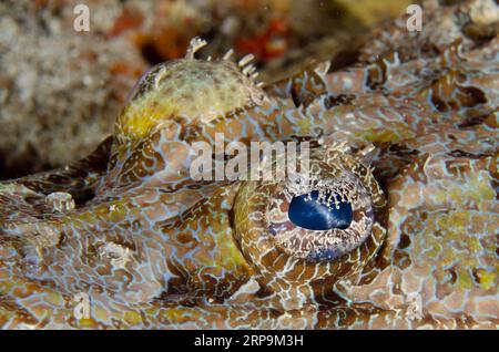 Oeil avec lacet en forme de lacet de crocodile Flathead, Cymbacephalus beauforti, site de plongée de Sanggamau, île Bangka, Sulawesi nord, Indonésie Banque D'Images