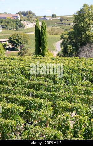 Vigne, vignoble et village de Saint-Émilion. Château Ausone domaine viticole de Saint-Émilion classé « Premier Grand cru », 1er grand cru classé. Prod Banque D'Images