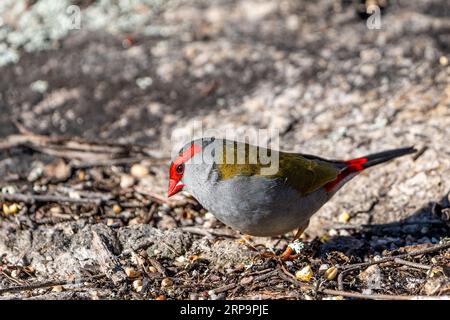 Le chinchard roux (Neochmia temporalis) se nourrit sur le sol. Stanthorpe, Queensland Australie Banque D'Images