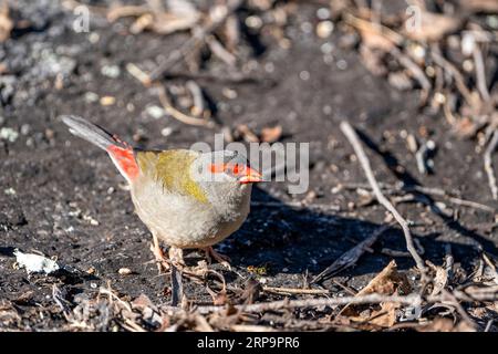 Le chinchard roux (Neochmia temporalis) se nourrit sur le sol. Stanthorpe, Queensland Australie Banque D'Images