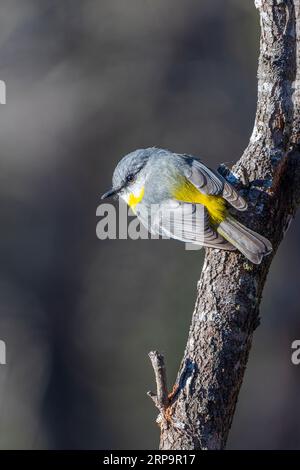 Robin jaune de l'est (Eopsaltria australis) perché sur une branche, Stanthorp, Queensland Australie Banque D'Images