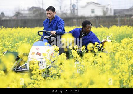 (190415) -- CHANGSHA, 15 avril 2019 (Xinhua) -- Mangeh III Fondzenyuy Cedric (R) vérifie la croissance d'une plante dans un champ expérimental à l'Université agricole du Hunan à Changsha, province du Hunan centrale de la Chine, 14 mars 2019. Cédric, 25 ans, vient du Cameroun. Ayant vu des entreprises chinoises faire progresser la science et la technologie agricoles et l'équipement, il est venu en Chine en 2017 et a étudié en tant que spécialiste de troisième cycle en ingénierie de mécanisation agricole à l'École d'ingénierie de l'Université agricole du Hunan après avoir terminé ses études de premier cycle. Cedric étudie principalement ag Banque D'Images