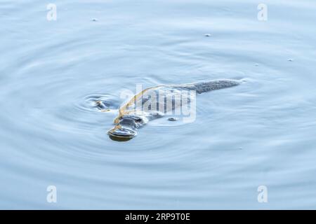 Ornithorhynchus anatinus flottant à la surface. Queensland Australie Banque D'Images